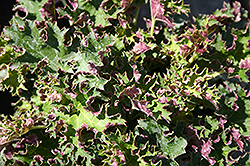 Sashay Coral Bells (Heuchera 'Sashay') at Lakeshore Garden Centres