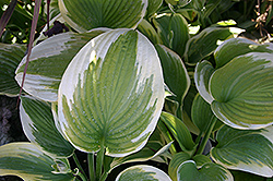 Robert Frost Hosta (Hosta 'Robert Frost') at Lakeshore Garden Centres