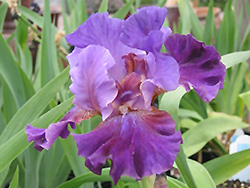Working Man Iris (Iris 'Working Man') at Lakeshore Garden Centres