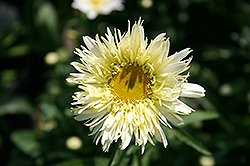 Gold Rush Shasta Daisy (Leucanthemum x maximum 'Goldrush') at Lakeshore Garden Centres