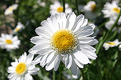 Sunny Side Up Shasta Daisy (Leucanthemum x superbum 'Sunny Side Up') at Lakeshore Garden Centres