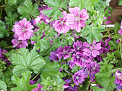 Mauritiana Mallow (Malva sylvestris var. mauritiana) at Lakeshore Garden Centres