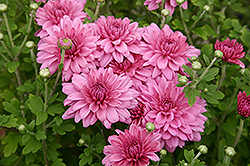 Victoria Chrysanthemum (Chrysanthemum 'Victoria') at Lakeshore Garden Centres
