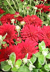 Brandi Chrysanthemum (Chrysanthemum 'Brandi') at Lakeshore Garden Centres