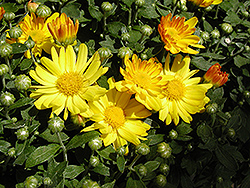 Michelle Chrysanthemum (Chrysanthemum 'Michelle') at Lakeshore Garden Centres