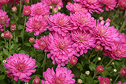 Jacqueline Chrysanthemum (Chrysanthemum 'Jacqueline') at Lakeshore Garden Centres