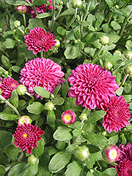 Barbara Chrysanthemum (Chrysanthemum 'Barbara') at Lakeshore Garden Centres