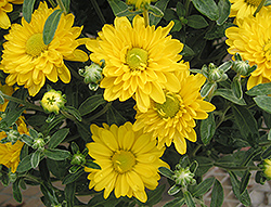 Golden Grace Chrysanthemum (Chrysanthemum 'Golden Grace') at Lakeshore Garden Centres
