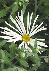 Illusion Chrysanthemum (Chrysanthemum 'Illusion') at Lakeshore Garden Centres