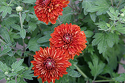 Minnautumn Chrysanthemum (Chrysanthemum 'Minnautumn') at Lakeshore Garden Centres