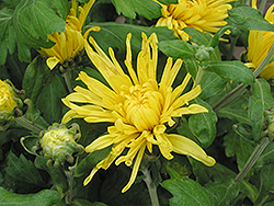 Sun Spider Chrysanthemum (Chrysanthemum 'Sun Spider') at Lakeshore Garden Centres