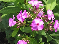 Junior Dance Garden Phlox (Phlox paniculata 'Junior Dance') at Lakeshore Garden Centres