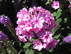 Mini Star Garden Phlox (Phlox paniculata 'Mini Star') at Lakeshore Garden Centres