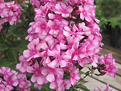Miss Ellie Garden Phlox (Phlox paniculata 'Miss Ellie') at Lakeshore Garden Centres