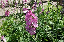 Candy Girl Prairie Mallow (Sidalcea 'Candy Girl') at Lakeshore Garden Centres