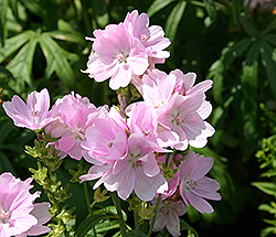Little Princess Prairie Mallow (Sidalcea 'Little Princess') at Lakeshore Garden Centres