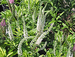 Dwarf Alpine Speedwell (Veronica alpina 'Alba') at Lakeshore Garden Centres