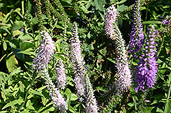 Fairy Tale Speedwell (Veronica spicata 'Fairy Tale') at Lakeshore Garden Centres