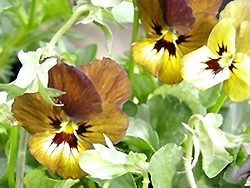 Irish Molly Pansy (Viola 'Irish Molly') at Lakeshore Garden Centres