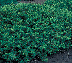 Copper Delight Juniper (Juniperus horizontalis 'Copper Delight') at Lakeshore Garden Centres