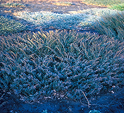 Copper Delight Juniper (Juniperus horizontalis 'Copper Delight') at Lakeshore Garden Centres