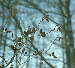 Prairie Horizon Manchurian Alder (Alnus hirsuta 'Harbin') at Lakeshore Garden Centres