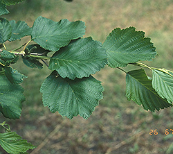 Prairie Horizon Manchurian Alder (Alnus hirsuta 'Harbin') at Lakeshore Garden Centres