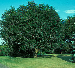Prairie Reflection Willow (Salix pentandra 'Silver Lake') at Lakeshore Garden Centres