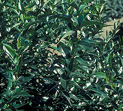 Prairie Reflection Willow (Salix pentandra 'Silver Lake') at Lakeshore Garden Centres