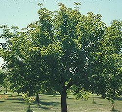 Prairie Torch Buckeye (Aesculus 'Bergeson') at Lakeshore Garden Centres