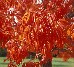 Prairie Torch Buckeye (Aesculus 'Bergeson') at Lakeshore Garden Centres
