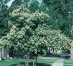 Snow Mantle Dogwood (Cornus racemosa 'Jade') at Lakeshore Garden Centres