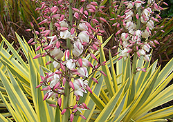 Bright Star Yucca (Yucca gloriosa 'Walbristar') at Lakeshore Garden Centres