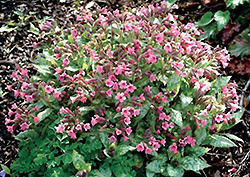 Bubble Gum Lungwort (Pulmonaria 'Bubble Gum') at Lakeshore Garden Centres