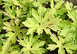 Golden Palms Butterbur (Petasites palmatus 'Golden Palms') at Lakeshore Garden Centres