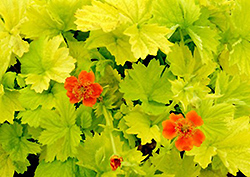 Eos Avens (Geum coccineum 'Eos') at Lakeshore Garden Centres