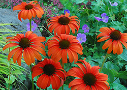 Tangerine Dream Coneflower (Echinacea 'Tangerine Dream') at Lakeshore Garden Centres