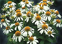 Little Angel Coneflower (Echinacea 'Little Angel') at Lakeshore Garden Centres