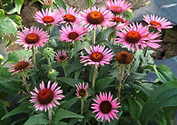 Lilliput Dwarf Coneflower (Echinacea purpurea 'Lilliput') at Lakeshore Garden Centres