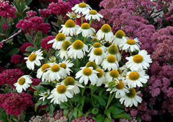Heavenly Dream Coneflower (Echinacea 'Heavenly Dream') at Lakeshore Garden Centres