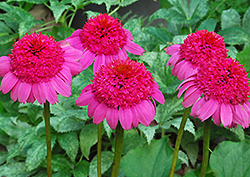Gum Drop Coneflower (Echinacea 'Gum Drop') at Lakeshore Garden Centres