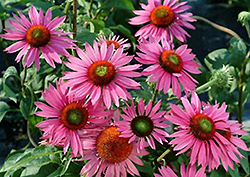 Green Eyes Coneflower (Echinacea purpurea 'Green Eyes') at Lakeshore Garden Centres