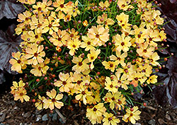 Lemon Punch Tickseed (Coreopsis 'Lemon Punch') at Lakeshore Garden Centres