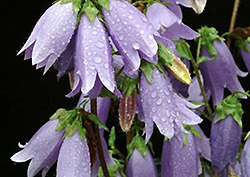 Summertime Blues Bellflower (Campanula punctata 'Summertime Blues') at Lakeshore Garden Centres