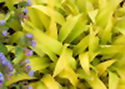 Lemon Zest Broadleaf Sedge (Carex siderosticha 'Lemon Zest') at Lakeshore Garden Centres