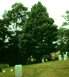 Adirondak Sugar Maple (Acer saccharum 'Adirzam') at Lakeshore Garden Centres