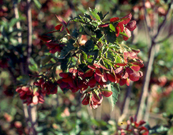 Beethoven Amur Maple (Acer ginnala 'Beethoven') at Lakeshore Garden Centres