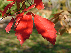 Gingerbread Paperbark Maple (Acer 'Gingerbread (clump)') at Lakeshore Garden Centres