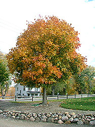 Medallion Norway Maple (Acer platanoides 'Medzan') at Lakeshore Garden Centres