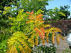 Sunset Gold Honeylocust (Gleditsia triacanthos 'Sungolzam') at Lakeshore Garden Centres